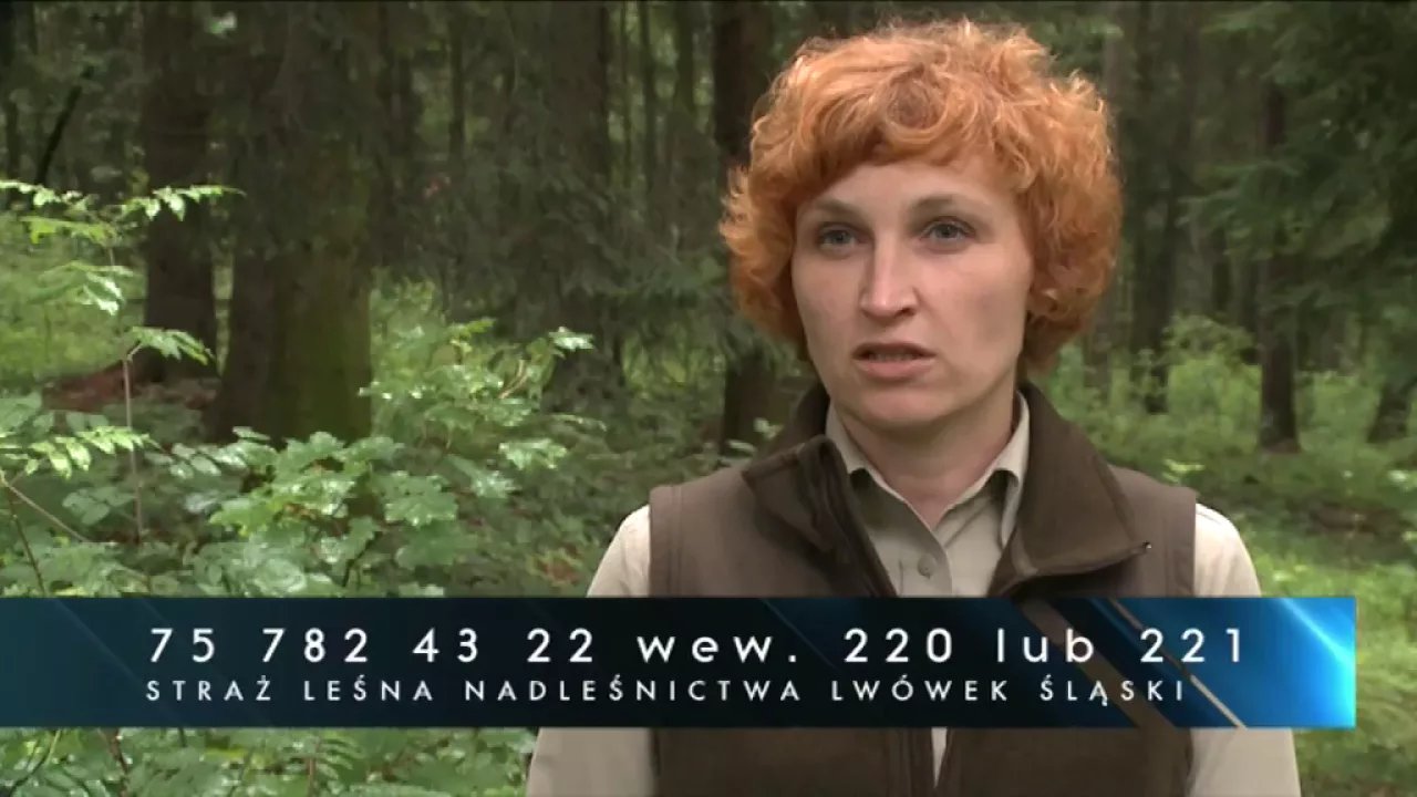 nowe-zagrozenie-w-lasach-video-63770