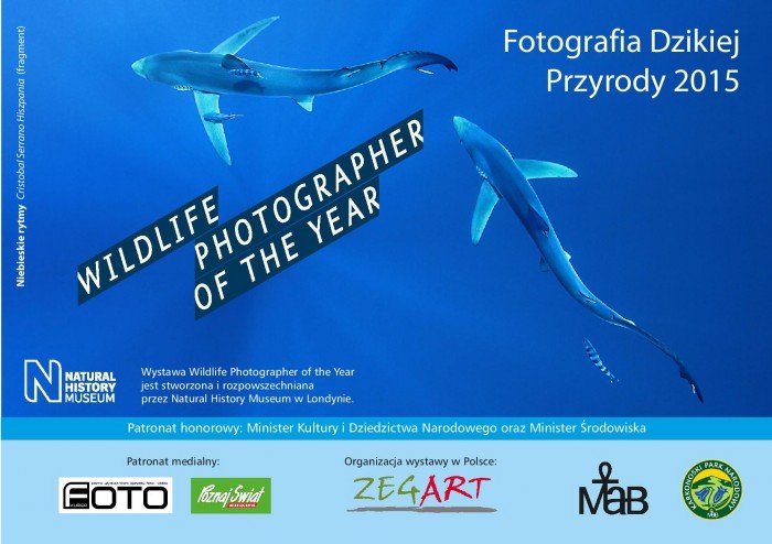 piekne-zdjecia-dzikiej-przyrody-w-szklarskiej-porebie-63790