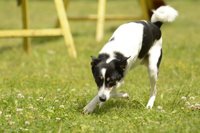 Axel