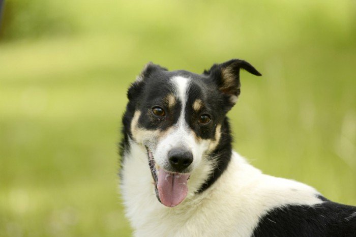 Axel