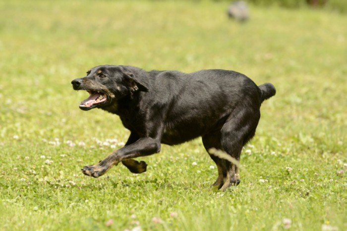Kajko