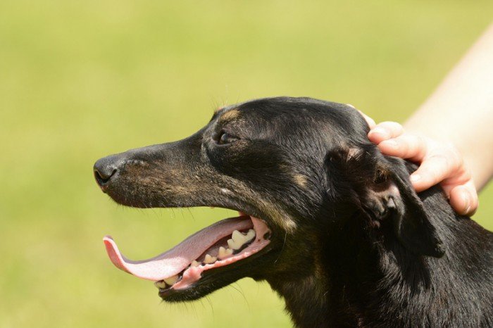 Kajko