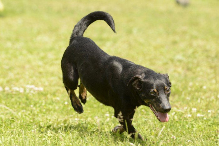 Kajko