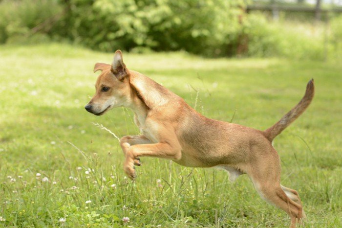 Kropek