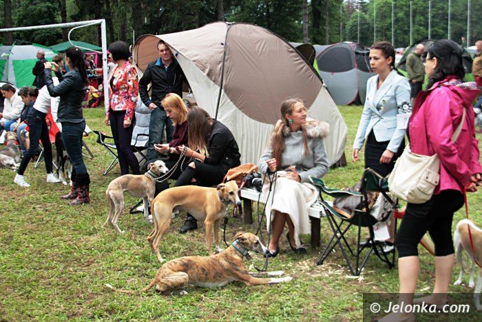 psy-rasowe-opanoway-cieplicki-stadion-foto-63834