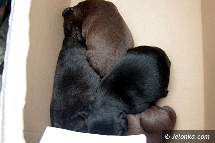 ktos-wyrzuci-malenkie-pieski-na-deptak-foto-63858