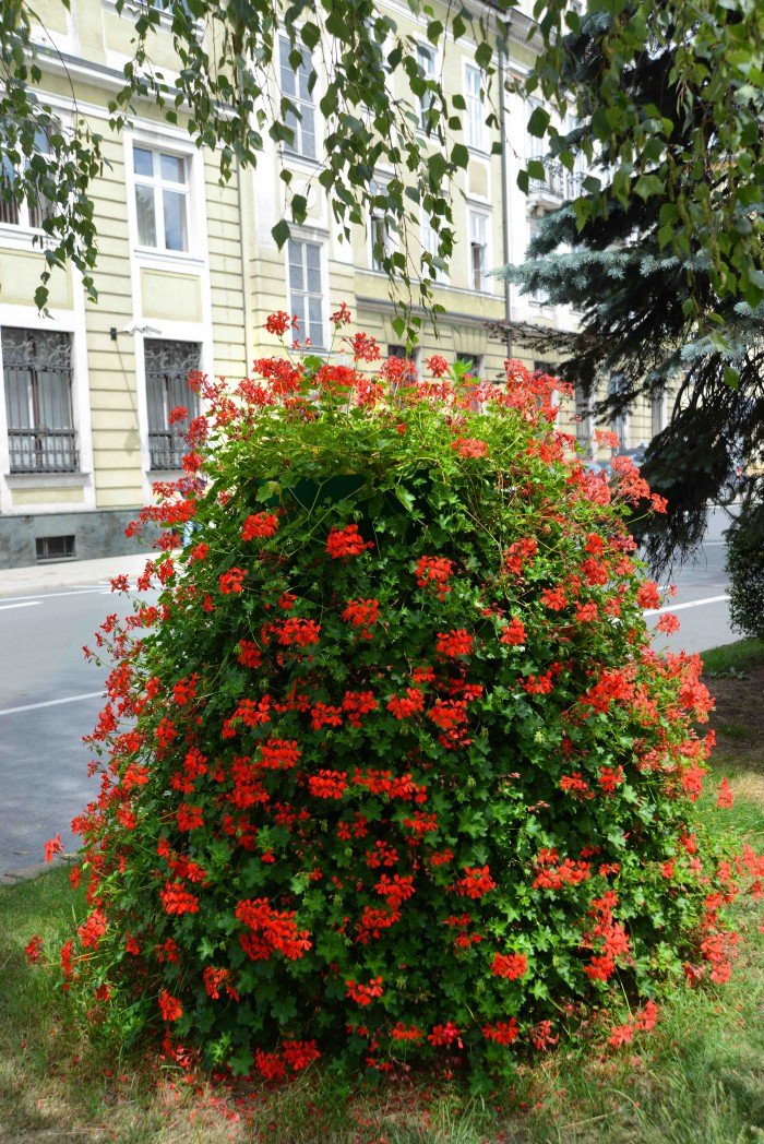 jelenia-gora-pachnie-lawenda-foto-63928