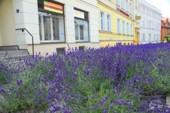 jelenia-gora-pachnie-lawenda-foto-63928