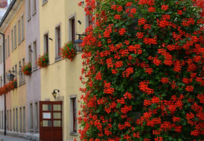 jelenia-gora-pachnie-lawenda-foto-63928