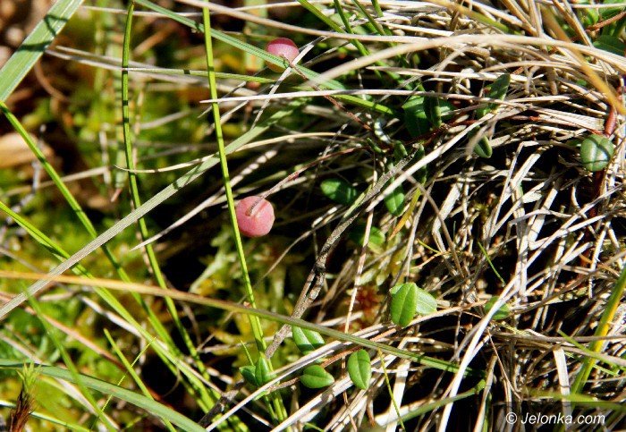 zywy-bank-genow-otwarty-dla-turystow-foto-63987