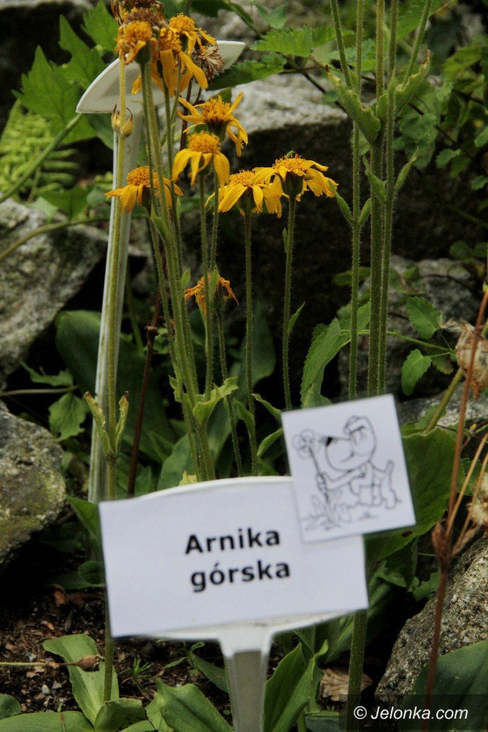 zywy-bank-genow-otwarty-dla-turystow-foto-63987
