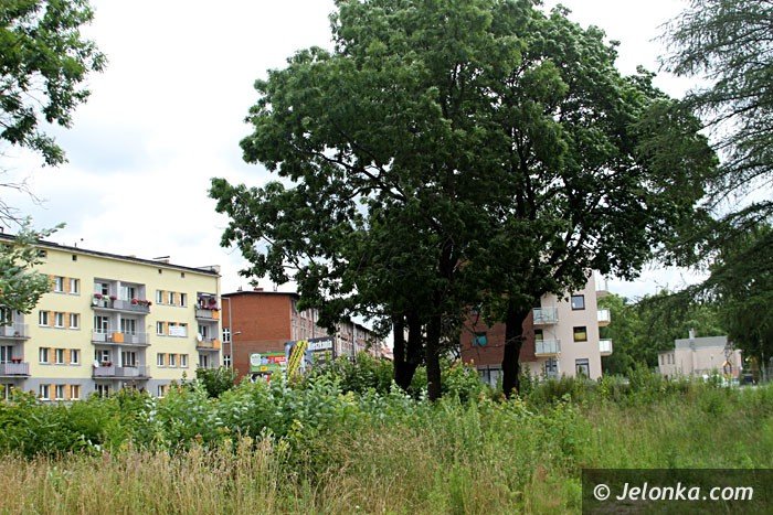 centrum-znow-porosy-chaszcze-foto-64000