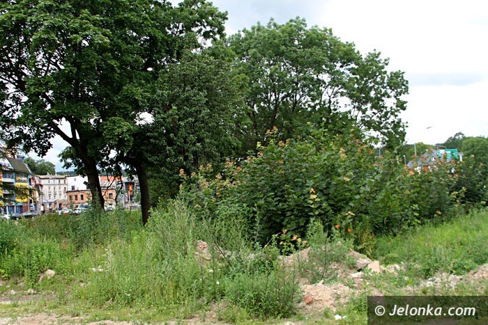 centrum-znow-porosy-chaszcze-foto-64000