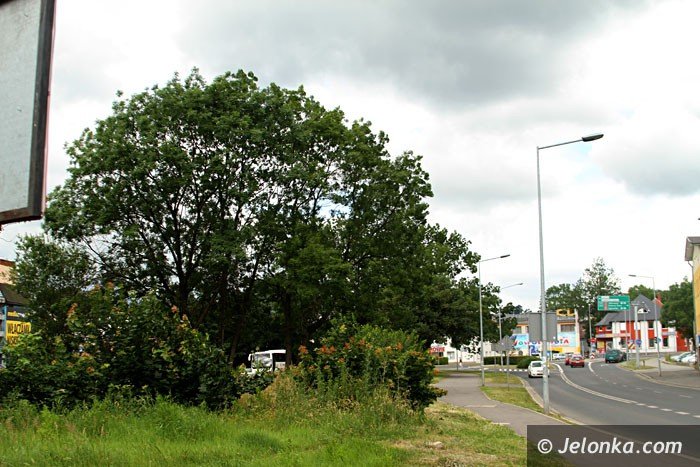 centrum-znow-porosy-chaszcze-foto-64000
