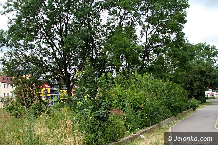 centrum-znow-porosy-chaszcze-foto-64000