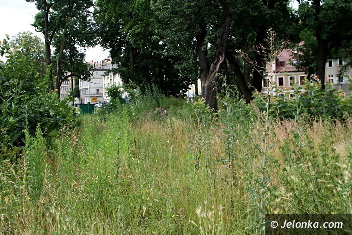centrum-znow-porosy-chaszcze-foto-64000