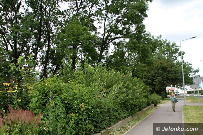 centrum-znow-porosy-chaszcze-foto-64000