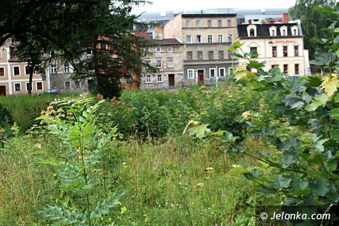 centrum-znow-porosy-chaszcze-foto-64000