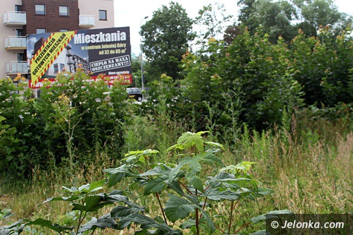 centrum-znow-porosy-chaszcze-foto-64000