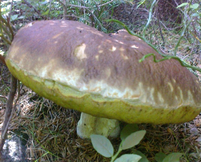 henryka-ziecik-pomogy-mi-gory-foto-64026