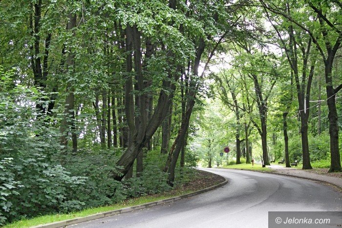 to-drzewo-w-kazdej-chwili-moze-sie-przewrocic-foto-64168