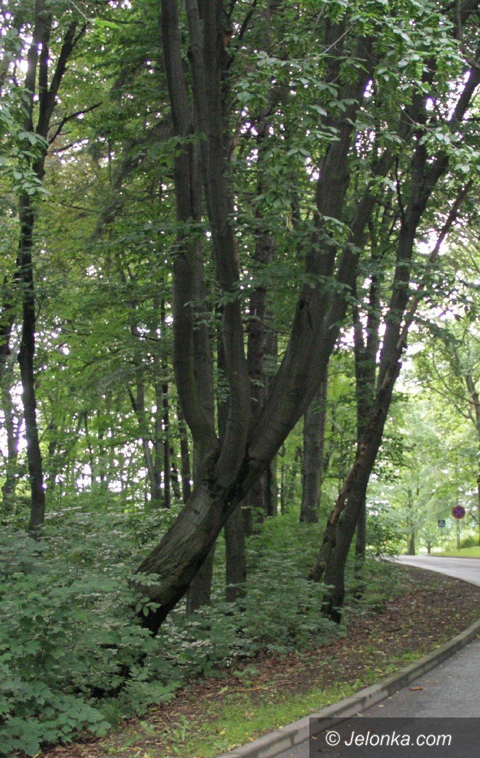 to-drzewo-w-kazdej-chwili-moze-sie-przewrocic-foto-64168
