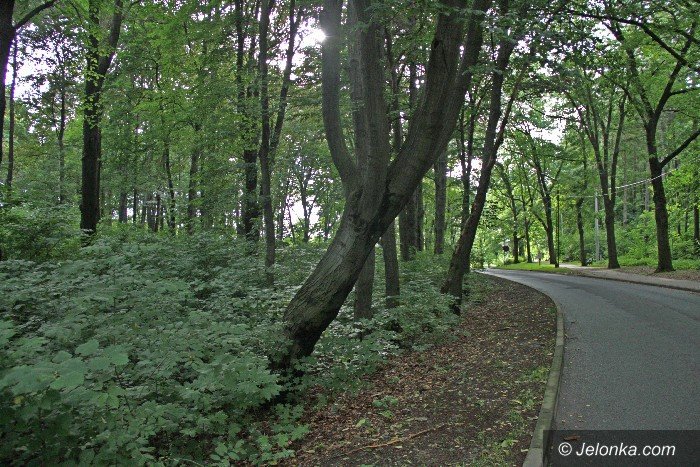 to-drzewo-w-kazdej-chwili-moze-sie-przewrocic-foto-64168