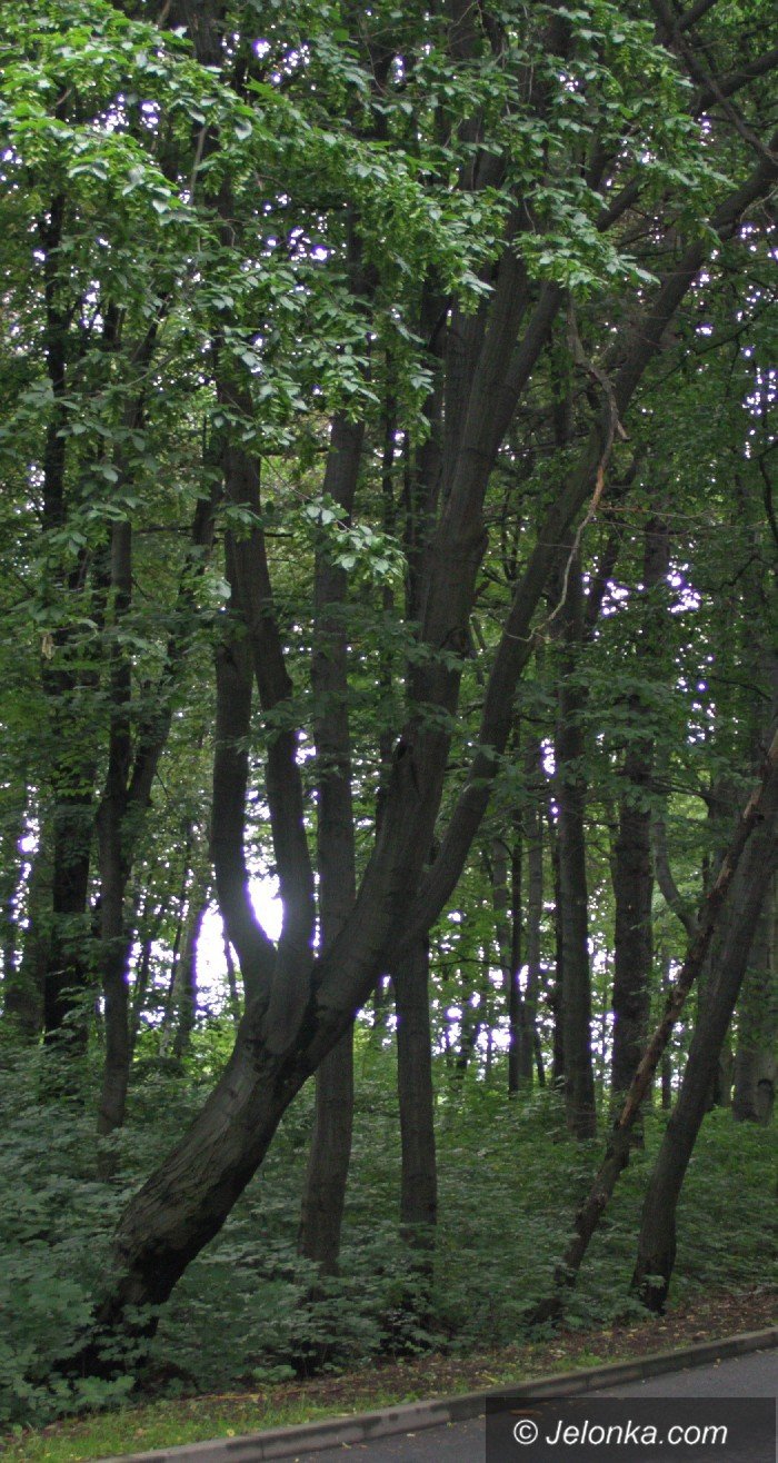 to-drzewo-w-kazdej-chwili-moze-sie-przewrocic-foto-64168
