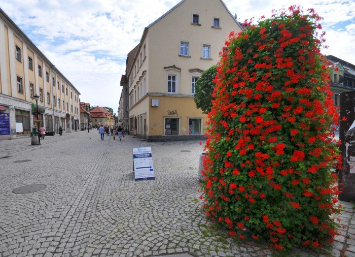 w-miescie-latem-kwitna-wieze-foto-64190