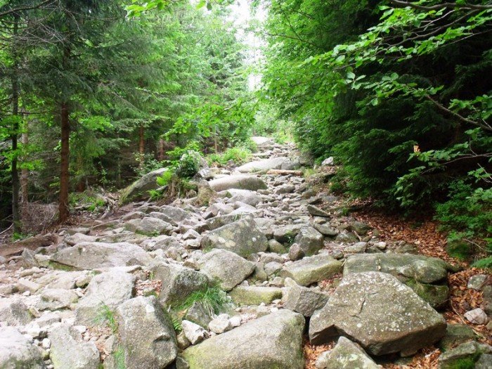 w-niezwyka-podroz-z-jelonkacom-foto-64205