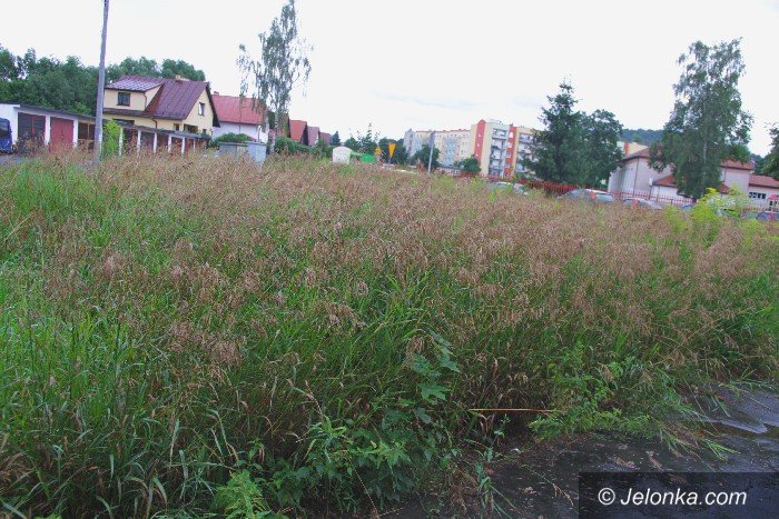 czytelniczka-kto-wreszcie-skosi-te-chaszcze-foto-64397