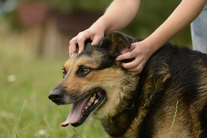 przygarnij-psiaka-z-jelonkacom-foto-64429