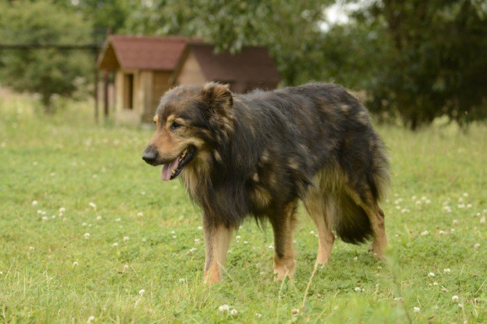 Shanti