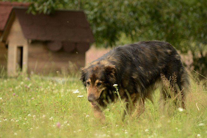 Shanti