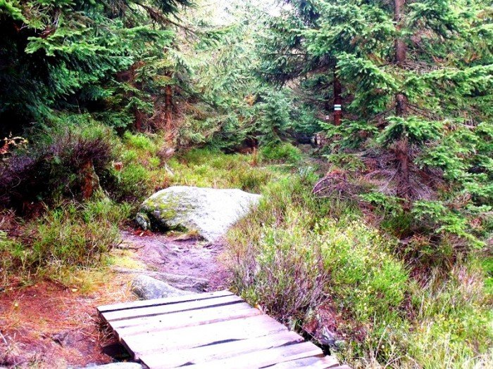 w-niezwyka-podroz-z-jelonkacom-foto-64587
