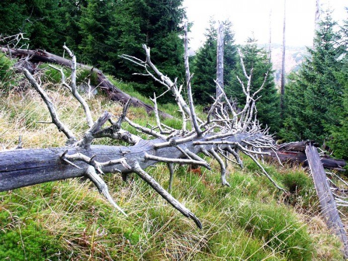 w-niezwyka-podroz-z-jelonkacom-foto-64587