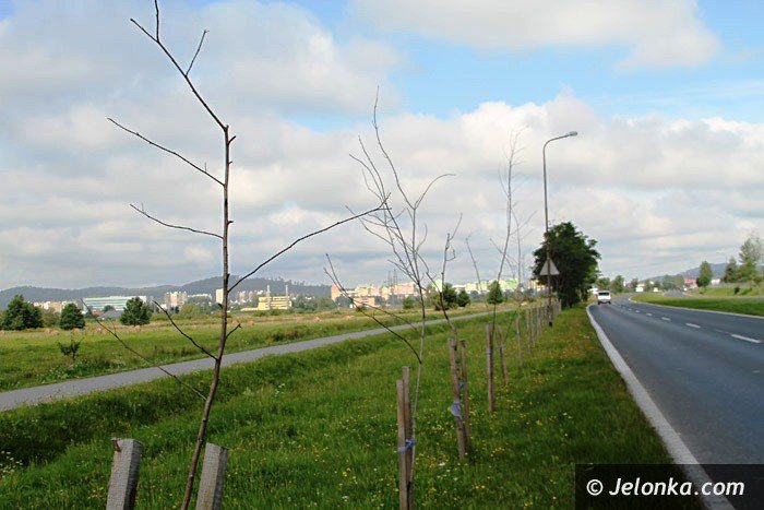 czytelnik-kto-zapaci-za-martwe-drzewka-foto-64588