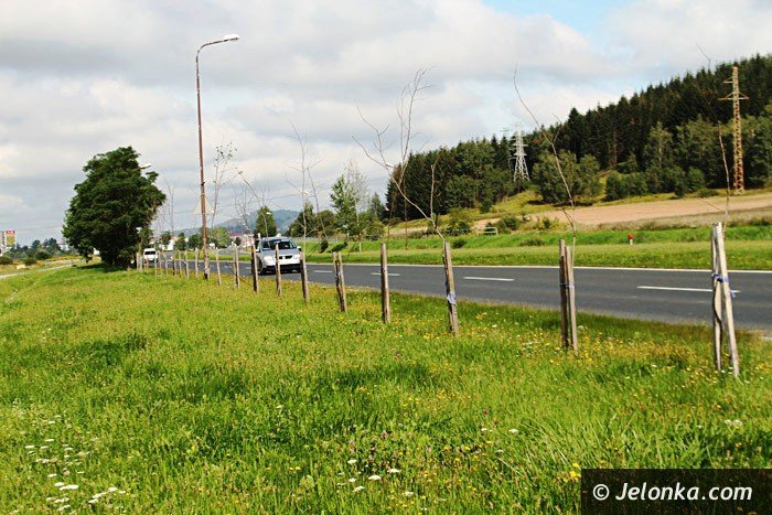 czytelnik-kto-zapaci-za-martwe-drzewka-foto-64588