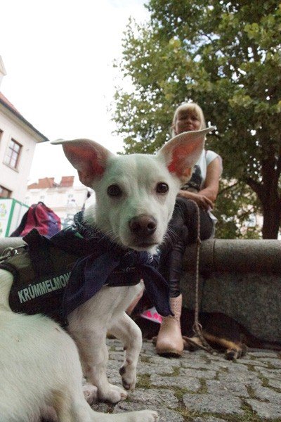 Miki