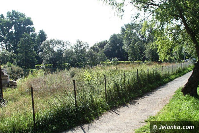 czytelniczka-chaszcze-zarosy-zabobrze-foto-64628