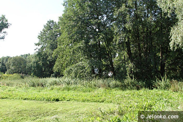 czytelniczka-chaszcze-zarosy-zabobrze-foto-64628