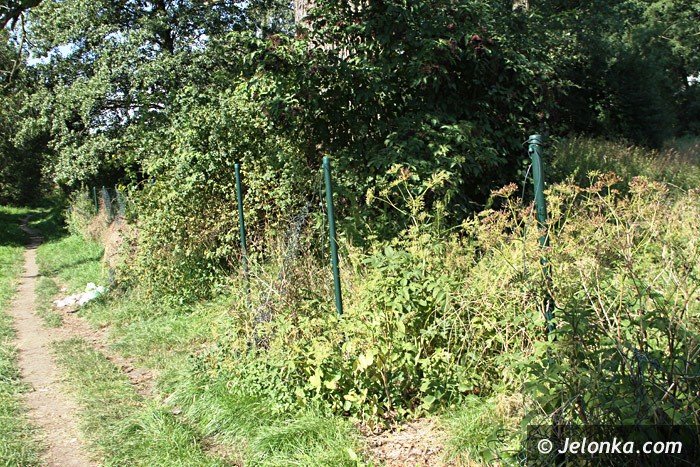 czytelniczka-chaszcze-zarosy-zabobrze-foto-64628