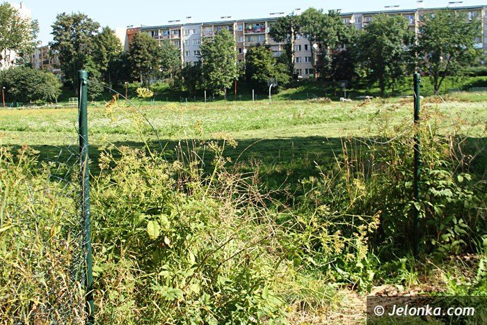czytelniczka-chaszcze-zarosy-zabobrze-foto-64628