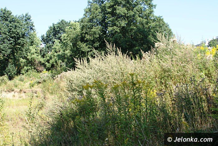 czytelniczka-chaszcze-zarosy-zabobrze-foto-64628