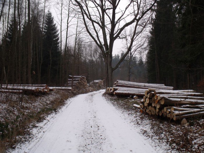 na-niezwyka-wedrowke-z-jelonkacom-foto-64682