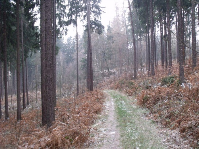 na-niezwyka-wedrowke-z-jelonkacom-foto-64682