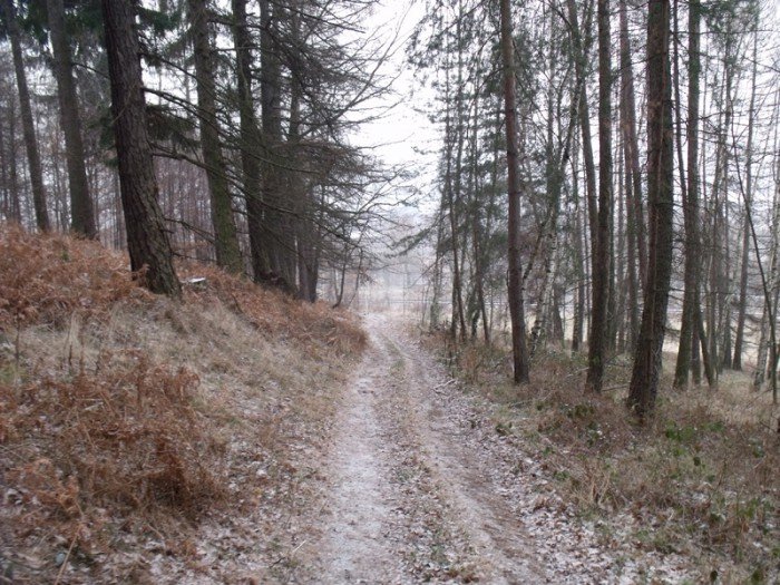 na-niezwyka-wedrowke-z-jelonkacom-foto-64682
