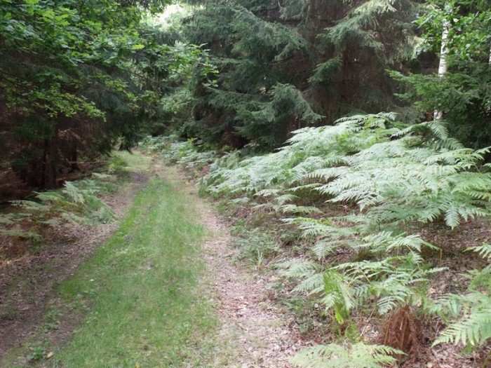 na-niezwyka-wedrowke-z-jelonkacom-foto-64682