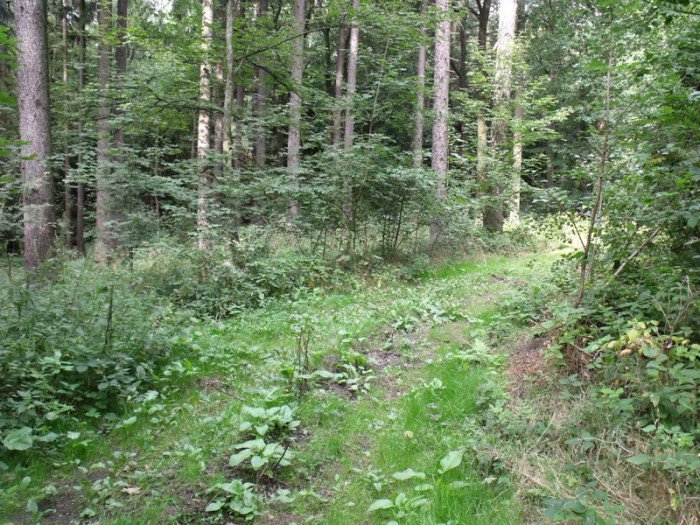 na-niezwyka-wedrowke-z-jelonkacom-foto-64682