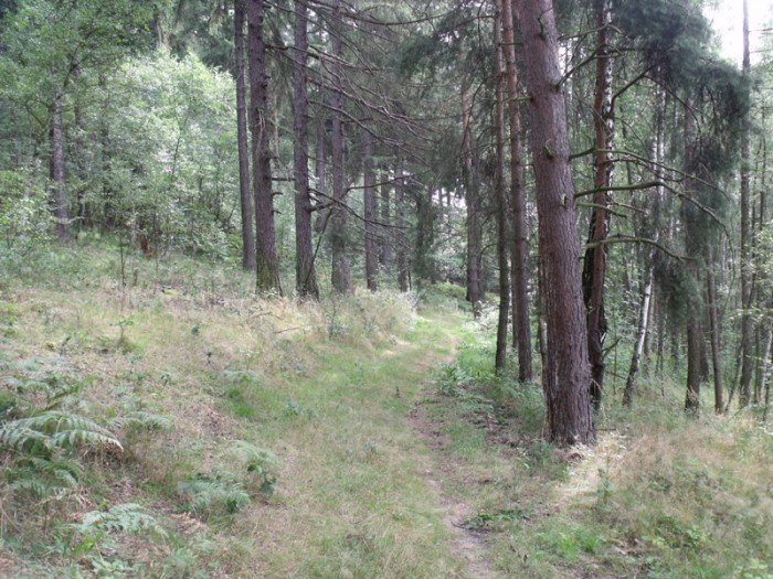 na-niezwyka-wedrowke-z-jelonkacom-foto-64682
